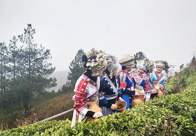 茶香沁芳华 巾帼绽风采