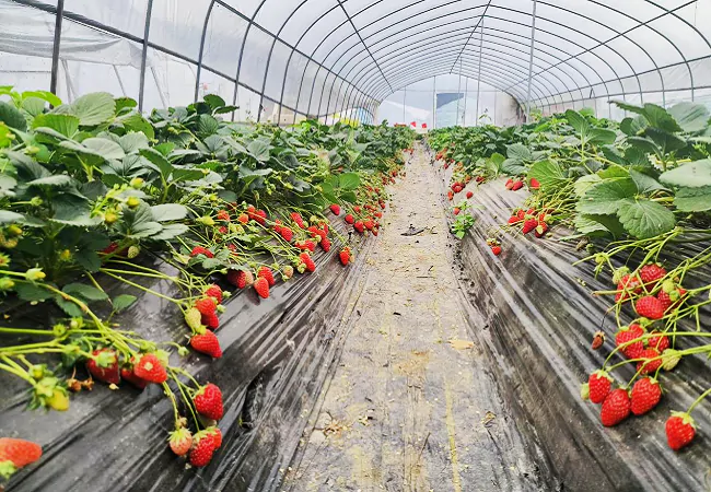 从江农商银行金融助力乡村振兴&ldquo;莓&rdquo;好未来