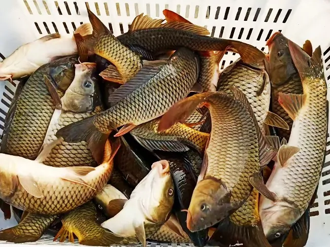 镇远农商银行：金融助力90后小伙创业养鱼掀起致富浪