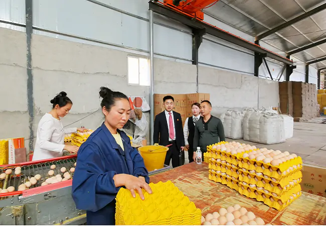 天柱农商银行：金蛋铺就致富路 金融助力产业兴