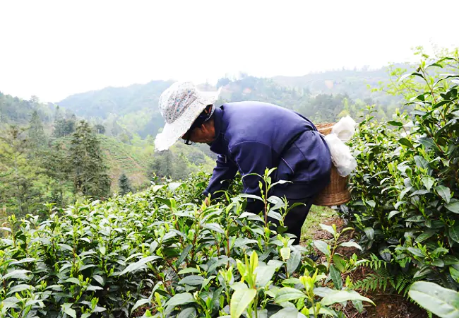 茶农正在采摘茶叶.png
