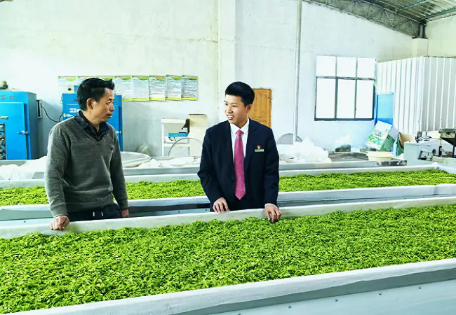 剑河农商银行工作人员了解白茶加工情况.png