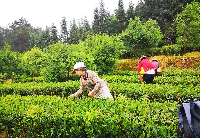 坚守主责主业 打造领军银行 农行黔东南分行乡村振兴金融服务走深走实