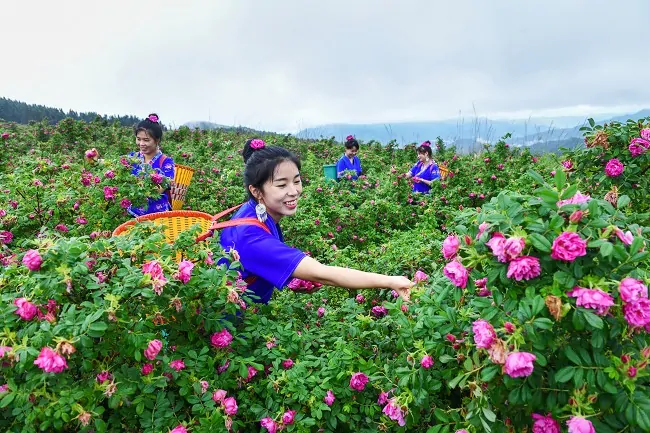 黄平农商银行：金融&ldquo;活水&rdquo;浇灌玫瑰花田   绘就乡村全面振兴新画卷