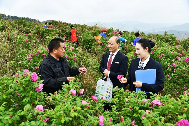 图为:黄平农商银行客户经理实地走访玫瑰花种植基地.jpg