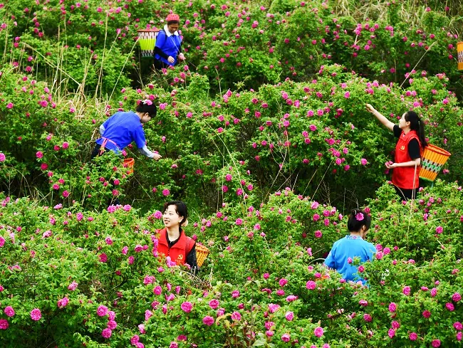 图为:黄平农商银行组织党员先锋队帮助玫瑰种植户抢收鲜花.jpg