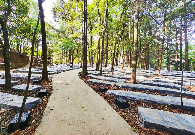 剑河农商银行：绿色金融赋能，助力金线莲产业点亮乡村振兴之路