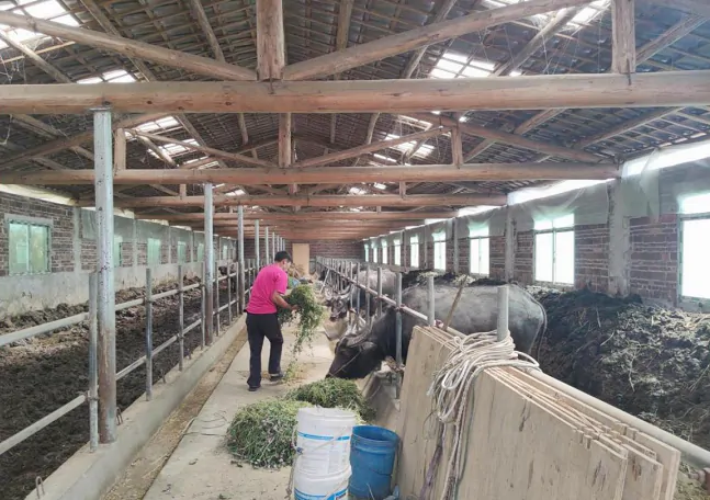 锦屏农信联社：金融&ldquo;活水&rdquo;绘就乡村&ldquo;牛&rdquo;图景