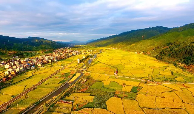 6.如今的天柱县高酿镇上花村百亩稻田稻谷丰收景象-11.jpg