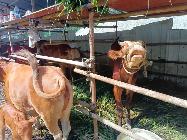 锦屏农信联社：金融&ldquo;贷&rdquo;动养牛梦 助力农户铺就致富路