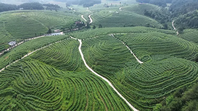 国寿财险丹寨县支公司：农险助力乡村振兴&middot;蓝莓产业护航再添新翼