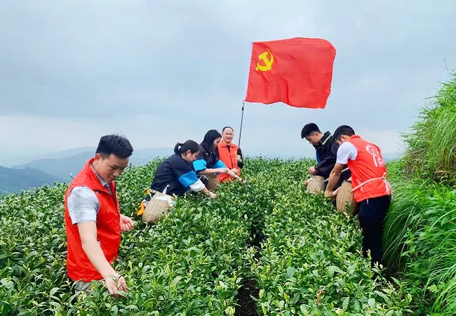 插图6:邮储银行黔东南州分行党员变身“茶农”助力两汪乡青白茶采摘11.jpg