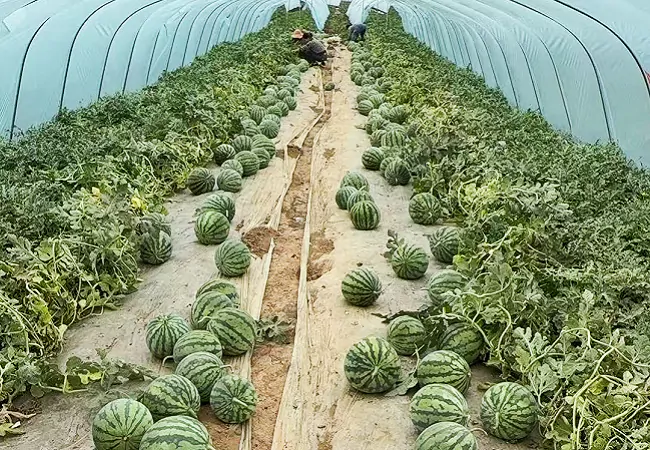 天柱农商银行：金瓜连山海 金融活水穿透千山万壑