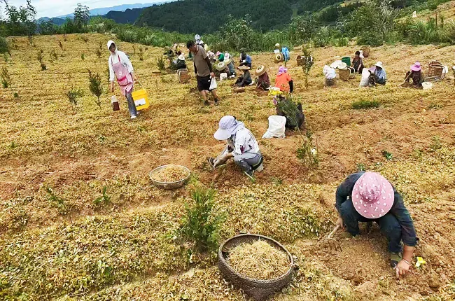 镇远农商银行：金融&ldquo;活水&rdquo;精准滴灌，乡村振兴增添&ldquo;参&rdquo;机