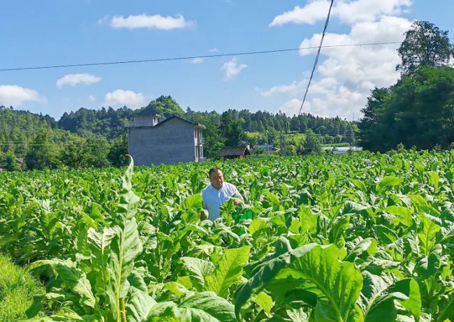镇远农商银行：金融&ldquo;及时雨&rdquo;，照亮烟农&ldquo;致富路&rdquo;