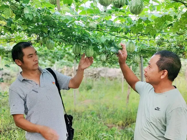 黄平农商银行：支部联动聚合力 翁板村蜕变为&ldquo;吊瓜专业村&rdquo;