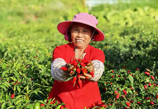 镇远农商银行：金融&ldquo;活水&rdquo;润沃土，奏响致富&ldquo;椒&rdquo;响曲