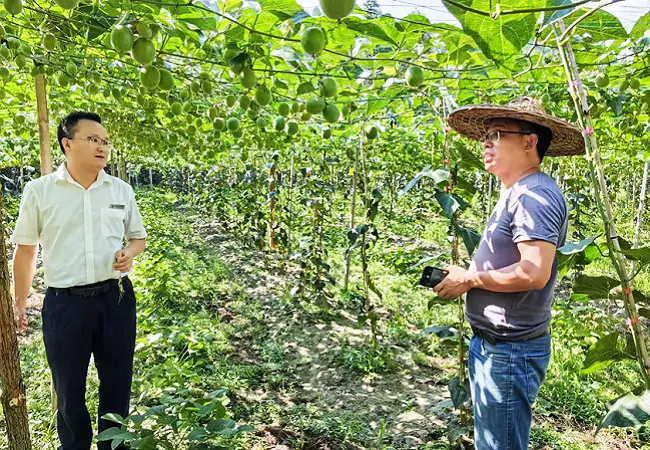 图为：工作人员了解百香果种植情况.png