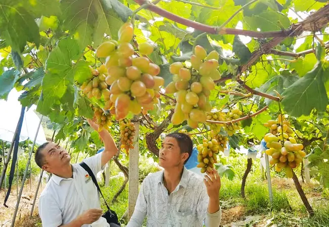 黄平农商银行：金融&ldquo;活水&rdquo;精准滴灌   振林葡萄园喜获丰收