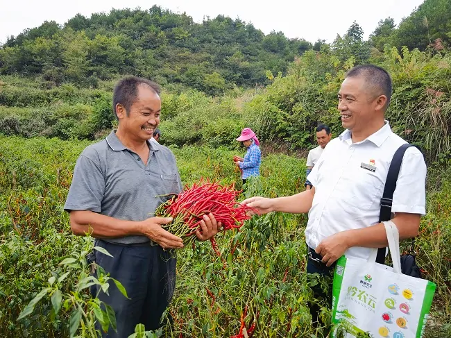 金融活水润乡土 线椒产业红满山