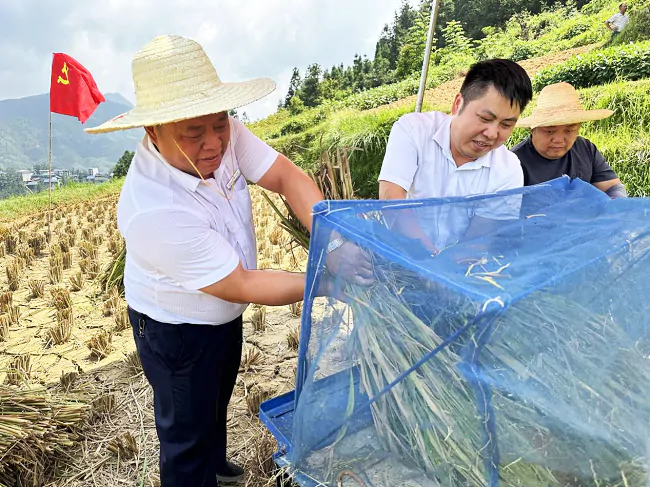 从江农商银行：&ldquo;金穗&rdquo;护秋收，下江支行员工助农秋收打谷保丰收！​