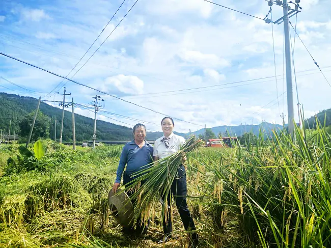 锦屏农信联社：金融 &ldquo;活水&rdquo; 润稻香   田间助农收满仓