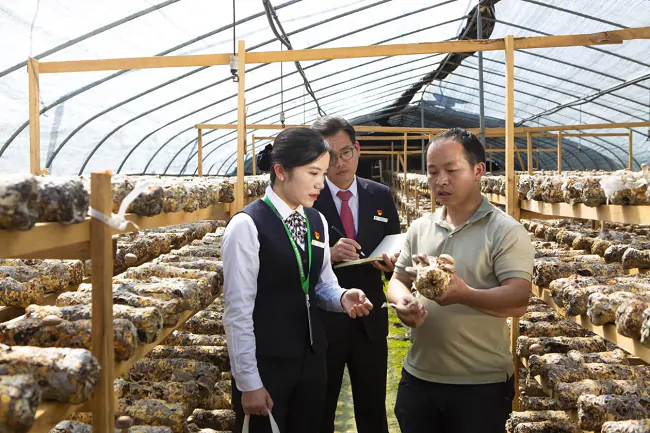 图为:金融助力食用菌产业发展11.png