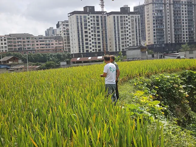 国寿财险丹寨县支公司：快速理赔护航水稻生产 精准施策守护粮食安全