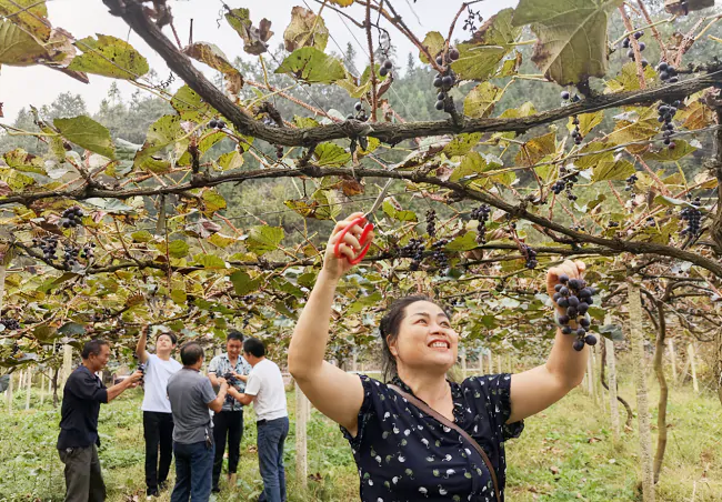 图为：种植户采摘葡萄.png
