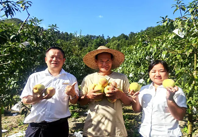 剑河农商银行：金融&ldquo;活水&rdquo;润桃林  枝头结满 &ldquo;致富果&rdquo;