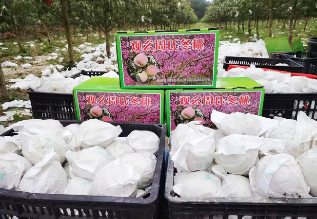 图为:分拣包装好的冬桃.png