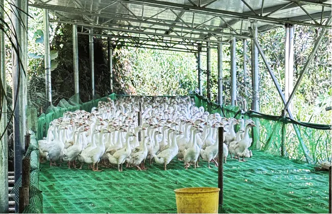 金融活水润乡村 抱团养鹅奔共富