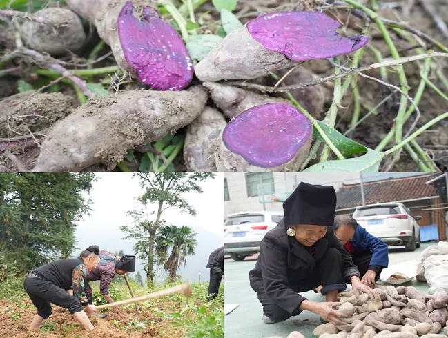 台江富民村镇银行：破解&ldquo;出山难&rdquo;瓶颈，铺展振兴新图景