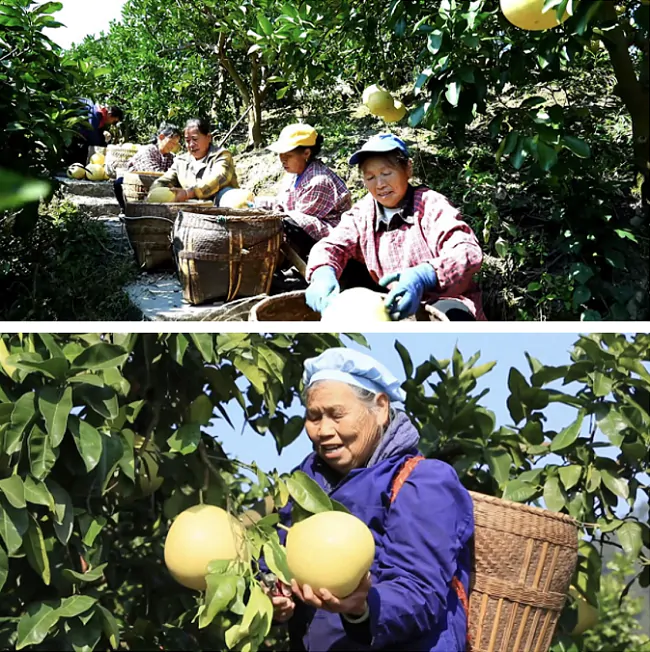 金融赋能地标产业 注溪柚香飘向世界