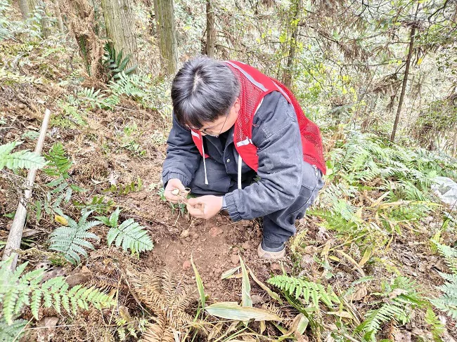 人保财险黔东南天柱支公司： 深入田间 为黄精&ldquo;把脉&rdquo;