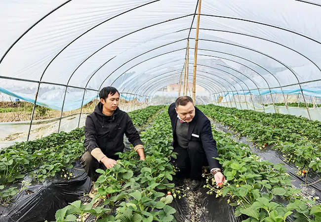 图为:工作人员走访草莓种植基地了解生产情况.png