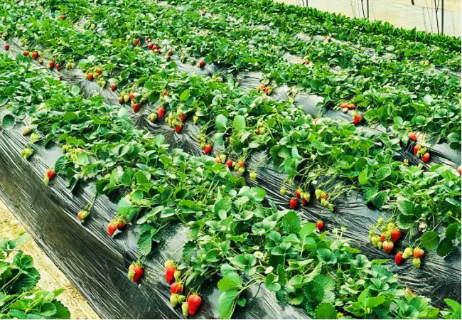 图为：草莓种植基地硕果累累.png