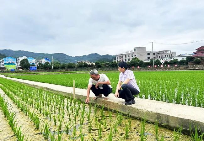 农行岑巩县支行：金融活水精准滴灌  赋能种业振兴提质增效