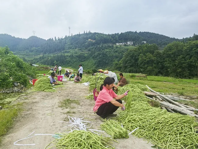 岑巩农信联社：山间豇豆铺就增收路  金融活水浇灌特色蔬菜产业
