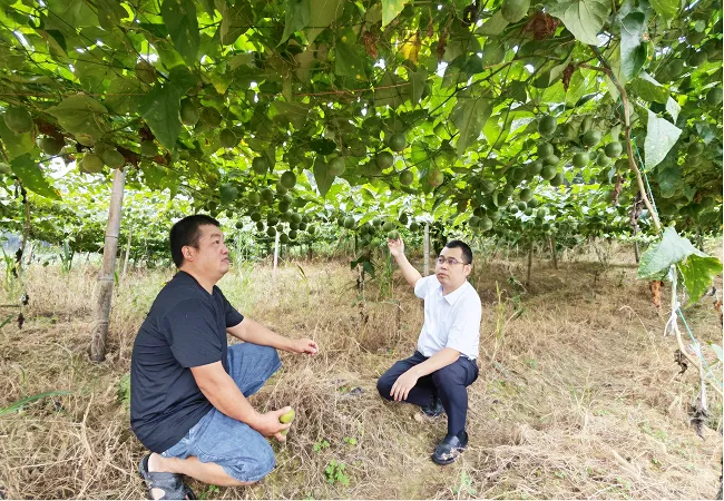 锦屏农信联社：金融&ldquo;贷&rdquo;动罗汉果 荒山走出致富路