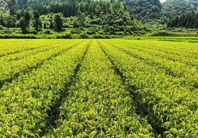 连续五年获评&ldquo;优秀&rdquo;！农行黔东南分行以金融活水赋能乡村全面振兴