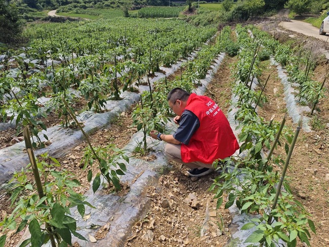 人保财险黔东南镇远支公司：农险验标&nbsp;椒享安稳