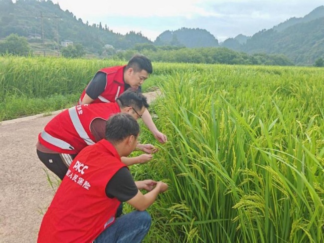 人保财险黔东南分公司：靠前排查防风险 精准护航粮丰收  